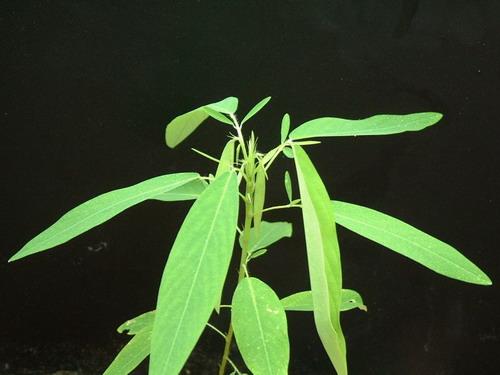 跳舞草