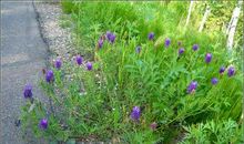 慢慢走一路花开