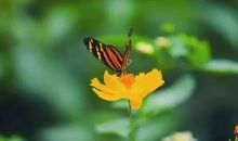 花若盛开蝴蝶自来