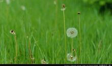 记忆深处的那株蒲公英