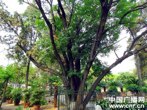 我知道榆树的奥秘