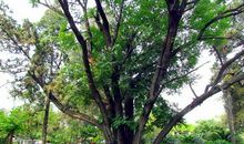 我知道了槐抱榆树的奥秘