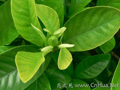 Garden子的启示