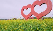 我发现了油菜花的秘密