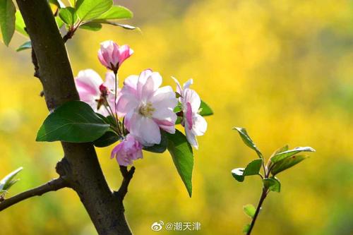春天的样子