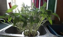 写绿豆的生长过程作文