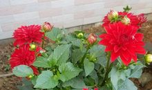 清香摇曳，蝴蝶自来