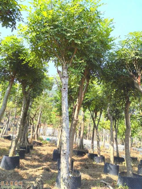 树木种植者的话