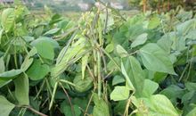 我是一颗小绿豆