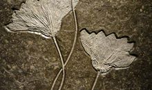 科学课中的发现