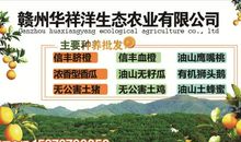 我爱家乡的脐橙