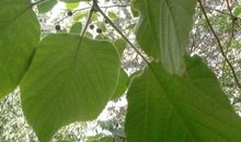 难忘窗外那棵树