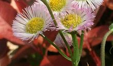 留在童年花园里的记忆