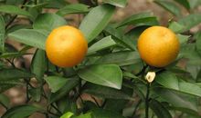 顽强的桔子树