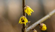生命的芳香在于磨难
