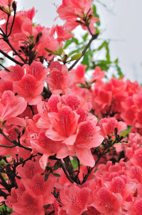 美丽的杜鹃湖