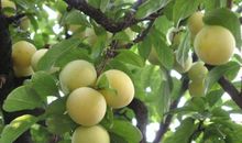 这儿的果树真美