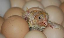 小鸡出壳