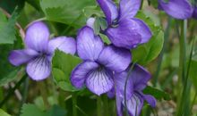 生命顽强的紫罗兰