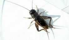 我是一只小蟋蟀