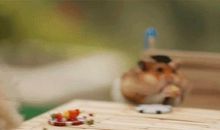 童年伙伴“小仓鼠”