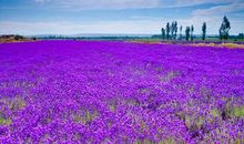 春天的美景让我沉醉