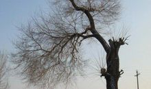 一棵树触动了我的心灵