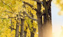 又到一年落叶时