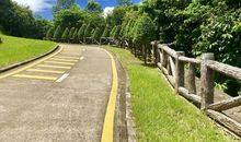 “六一”走绿道