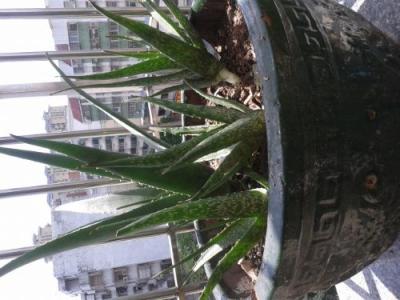 组成描述芦荟