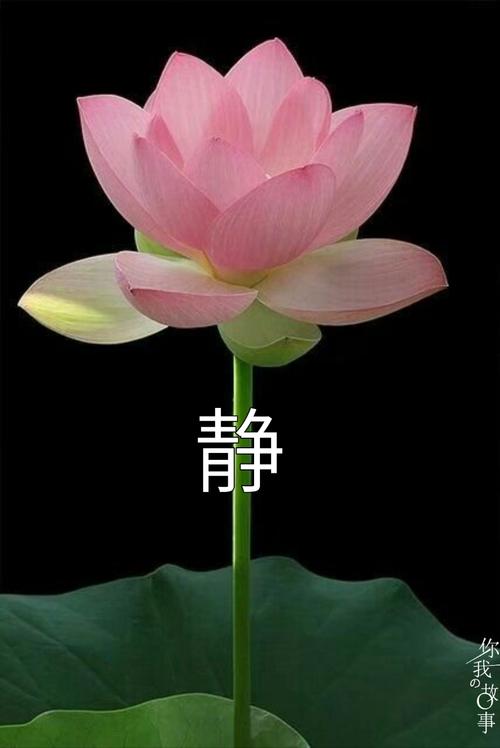 好美啊