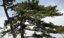 我变成了一棵挺拔的松树