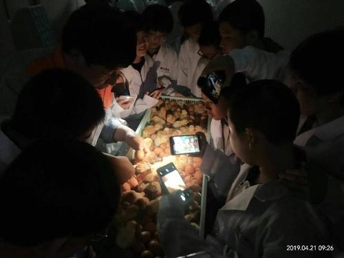 看着鸡脱壳