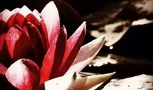 原来，那抹香甜从未走远