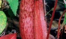 藏在猪笼草里的秘密