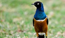 蚯蚓甲虫小鸟的寓言故事