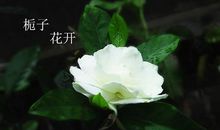 栀子花开的那一刻