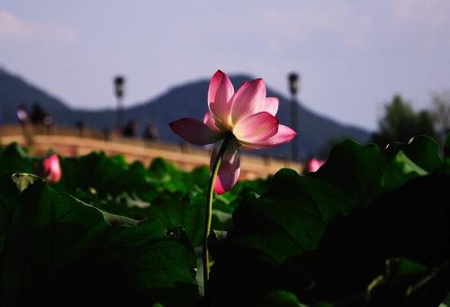 夏天的西湖