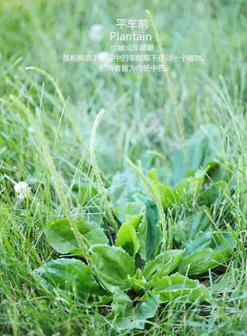 读《杂草梦》后的感想