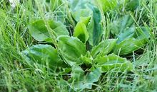 《杂草的梦想》读后感