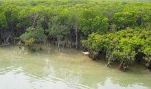 红树林植物调查