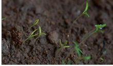 我是一颗会发芽的种子