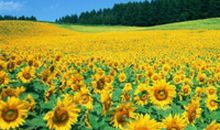 心若向阳春暖花开