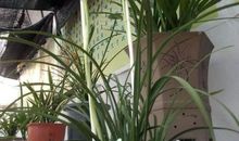 难以割舍的那份情愫