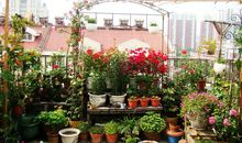 阳台上的小花园