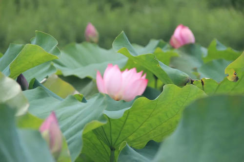 等待花开