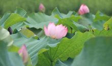 静待一朵花的绽放