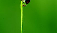 关于小鸟甲虫蚯蚓寓言故事