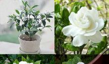 致我心中的桅子花