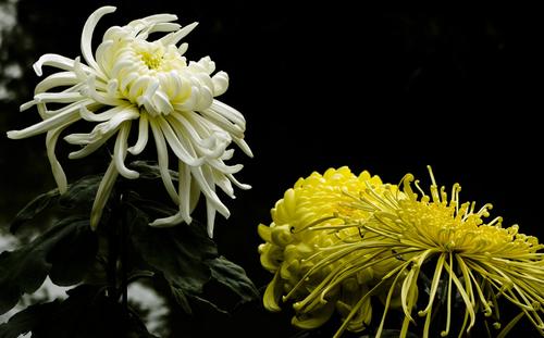 桂花还是